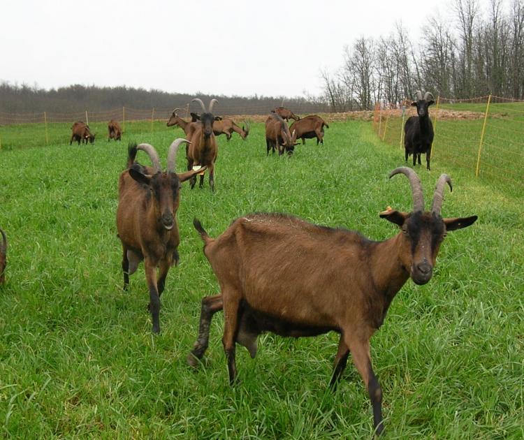 Granja de En Barrus en Thil