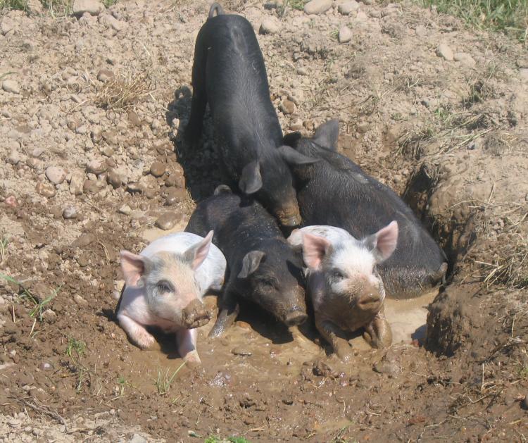 Granja orgánica La Houero en Bretx